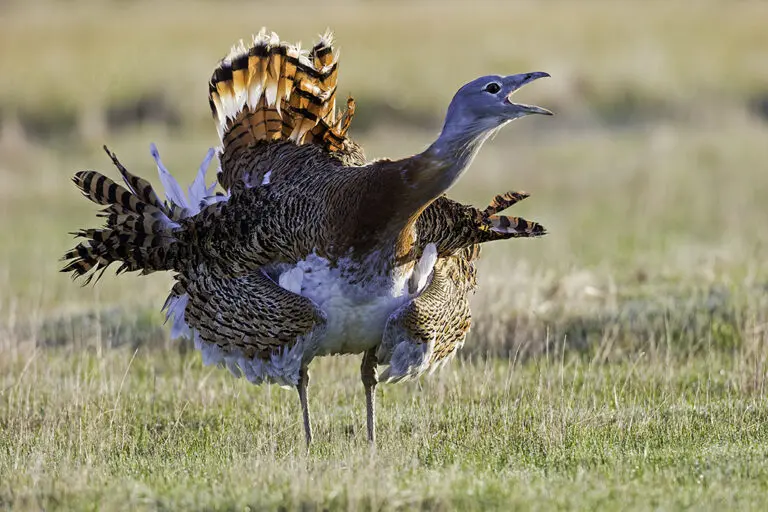 Fotoreis vogels Spanje; Grote trap