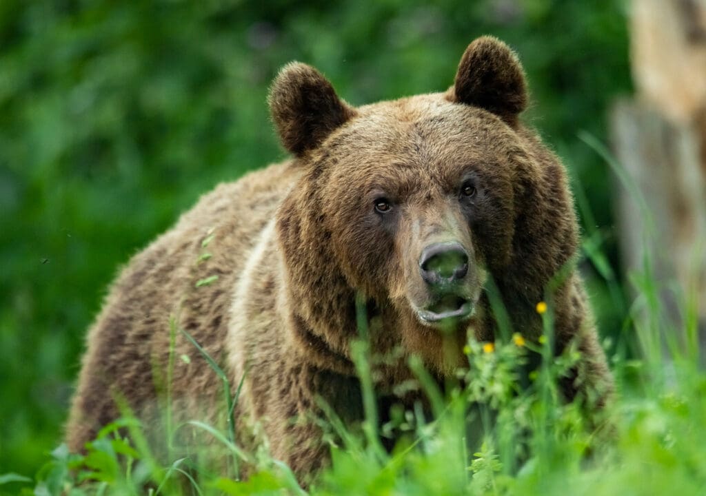 Beren doden wolf in Dierenrijk in Mierlo terwijl bezoekers toekijken | Dieren